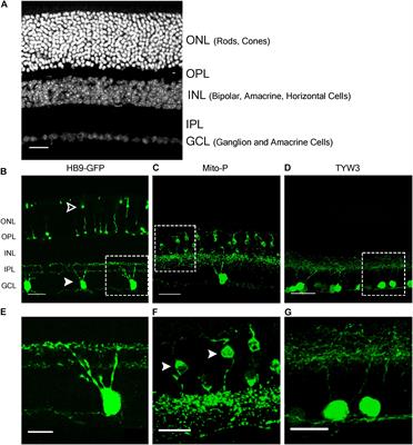 Mapping Transgene Insertion Sites Reveals Complex Interactions Between Mouse Transgenes and Neighboring Endogenous Genes